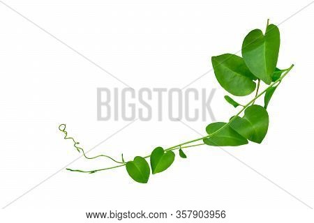 Heart Shaped Green Leaves Twisted Binahong Plant For Herbal Medicine Isolated On White Background Wi