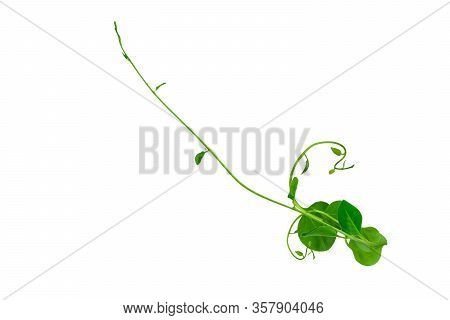 Heart Shaped Green Leaves Twisted Binahong Plant For Herbal Medicine Isolated On White Background Wi