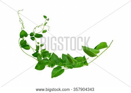 Heart Shaped Green Leaves Twisted Binahong Plant For Herbal Medicine Isolated On White Background Wi