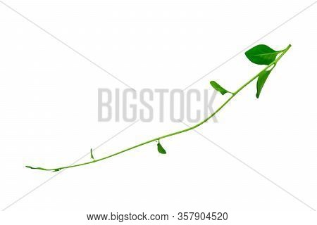Heart Shaped Green Leaves Twisted Binahong Plant For Herbal Medicine Isolated On White Background Wi