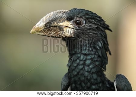Close Detail Hornbill Of The Beak Watching.