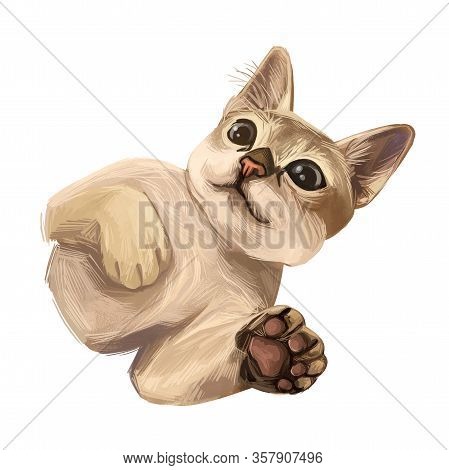 Raw And Pedigreed Singapura, Drain Kucinta Love Cat. Digital Art Illustration Of Pussy Kitten Portra