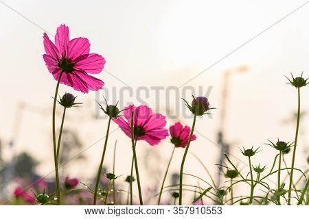 Low Angle View Of Beautiful Daisy Or Cosmos Bipinnata Cav