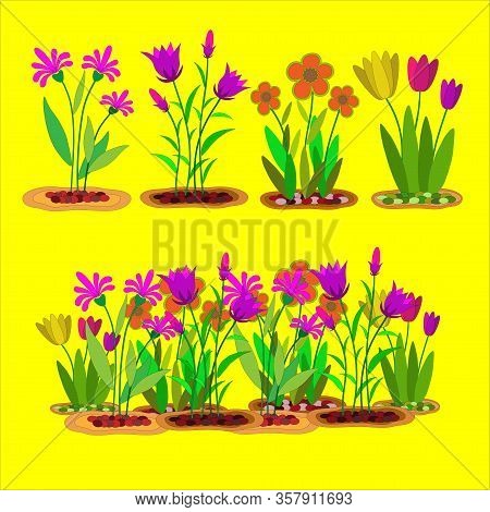 The Flower Bloom In The Garden And Home