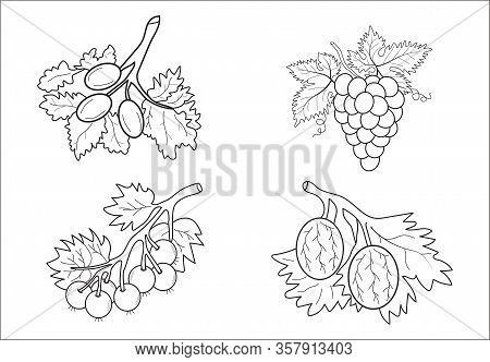 Fruit Coloring Book For Children At The School
