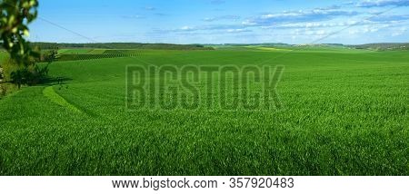 Panoramic View Of Weaves Of Green Field With Blue Sky