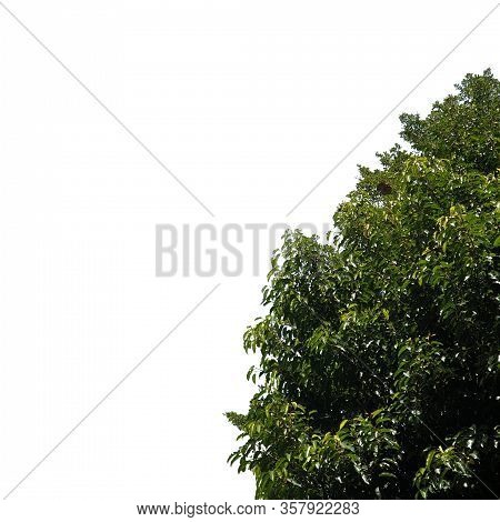 Green Leaf Tree Isolated On White Background In Rightside Of The Picture