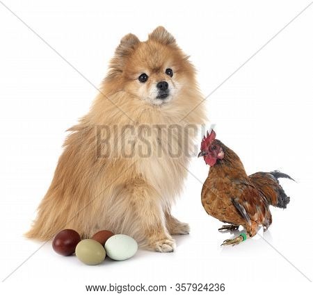 Spitz And Chicken In Front Of White Background