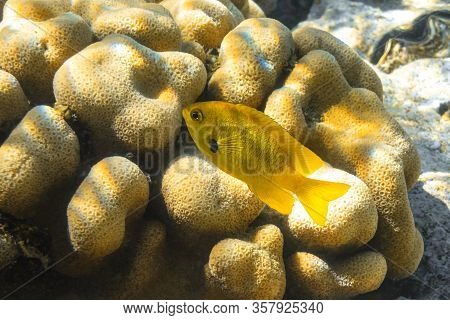 Close Up Of The Single Small Yellow Fish Over The Hard Brain Coral (mussidae). Underwater Life In Re