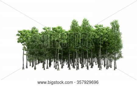 Green Trees Isolated On White Background Forest And Foliage In Summer 3d Render On White No Shadow