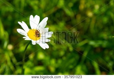 Daisy Flower With A Beetle. A Longhorn Beetle Pseudovadonia Livida Seen On A Wild Ox-eye Daisy Flowe
