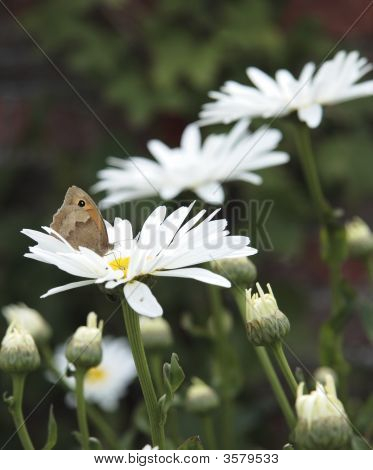 Butterfly On koiranputkea