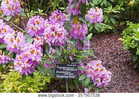Blooming Rhododendron Of 