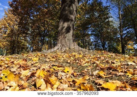 Warm Weather In The Park In The Autumn Season, Real Autumn In The Daytime