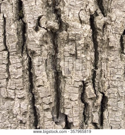 Текстура коры дерева из парка с интересным узором. Texture Of Tree Bark In The Park