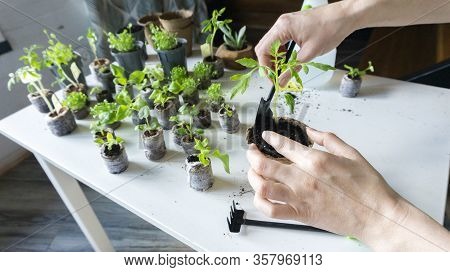Female Hands Transplant Seedlings From Peat Tablets Into Peat And Plastic Pots For Growing Plants In
