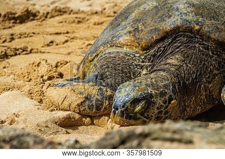 A Close Up Of A Hawaiian Green Sea Turtle Lounging In The Sand On Laniakea Beach.