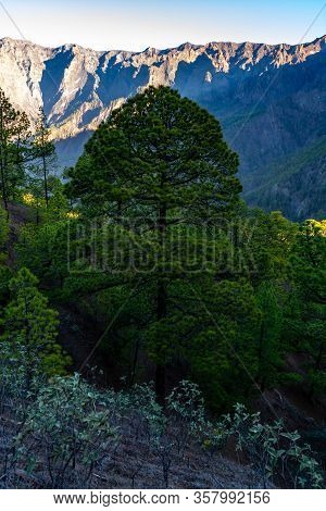 Scenic View On Caldera De Taburiente With Green Pine Forest, Ravines And Rocky Mountains Near Viewpo