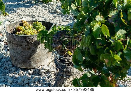 Bucket With New Harvest Of Ripe White Grape Growing On Special Light Soil In Andalusia, Spain, Sweet