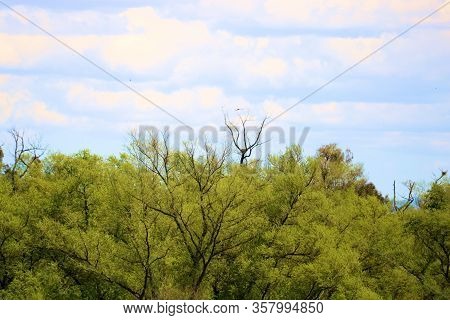 Cumulus Clouds Above A Deciduous Temperate Forest Taken In The Rural Countryside
