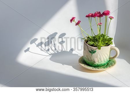 Pink English Daisies Bellis Perennis On White Background. Natural Greeting Card Wallpaper. Growing P