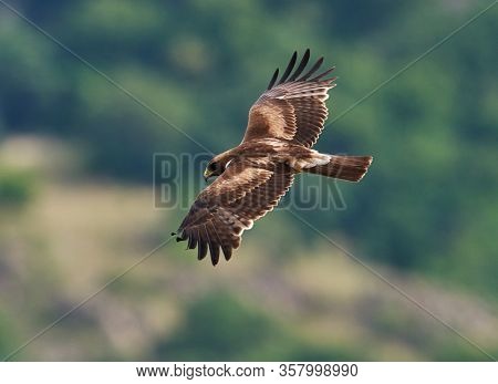 The Booted Eagle in flight (Aquila pennata)