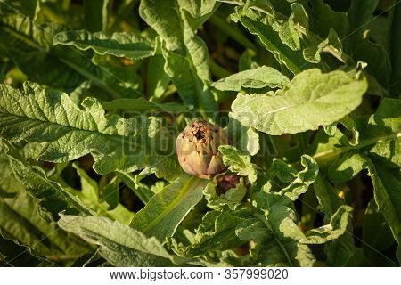 Artichokes Growing In A Garden. Fresh Vegetables For Healthy Life And Diet. Plant Of Artichoke. Clos