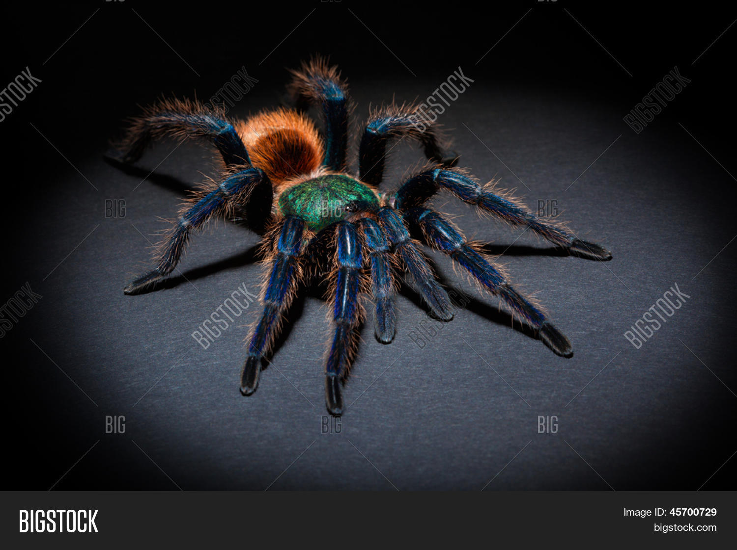 big colorful spider on