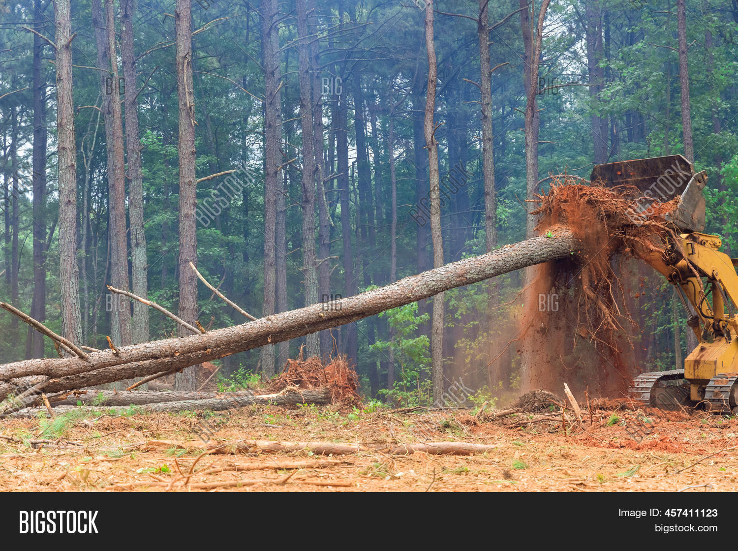 Roots Cut Down Trees Image & Photo (Free Trial) Bigstock