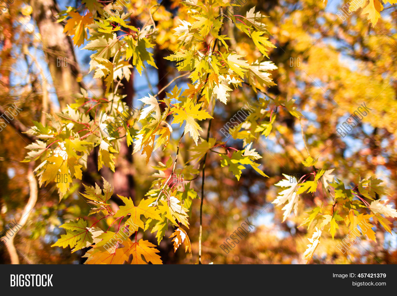 Branches Trees Yellow Image & Photo (Free Trial) Bigstock
