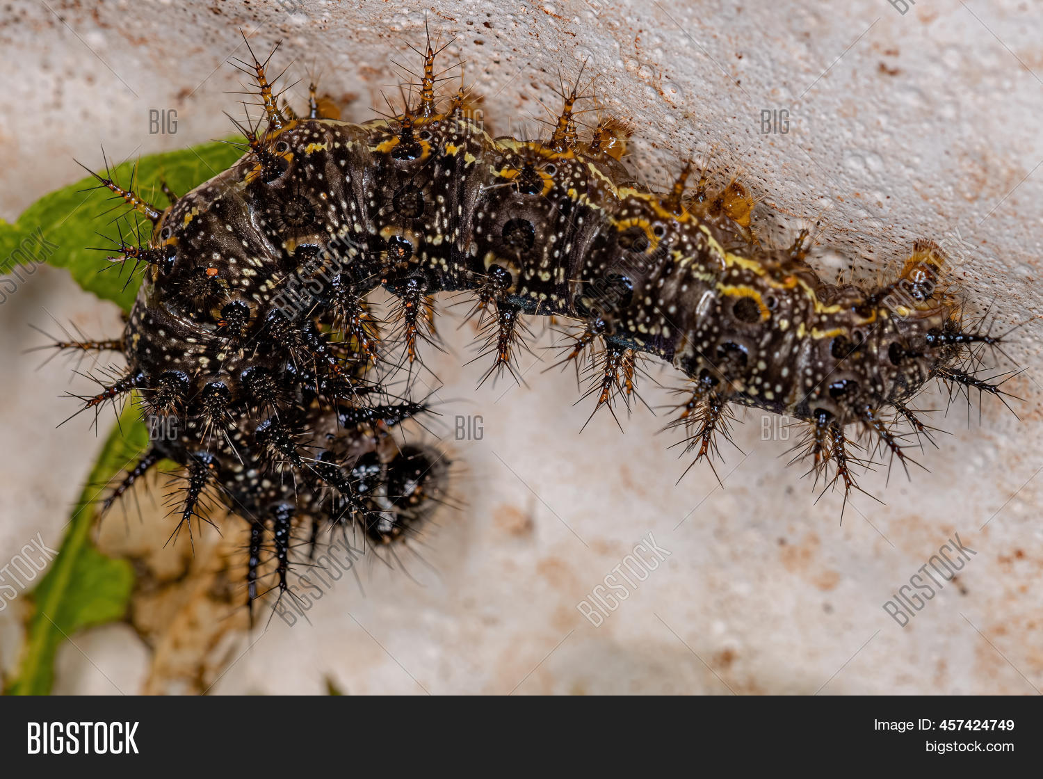 Small Moth Larva Order Image & Photo (Free Trial) Bigstock