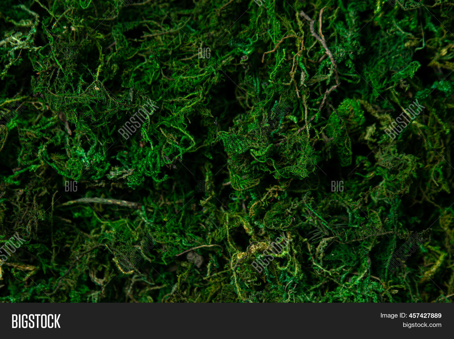 Moss Full Screen. Image & Photo (Free Trial) Bigstock