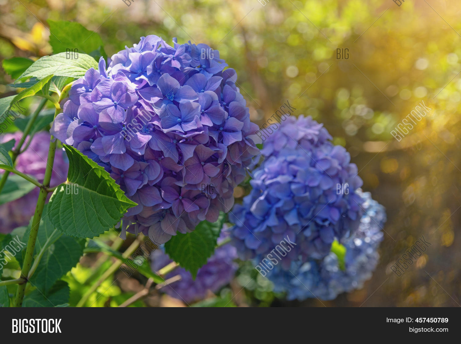 Blue Flowers Hydrangea Image & Photo (Free Trial) Bigstock