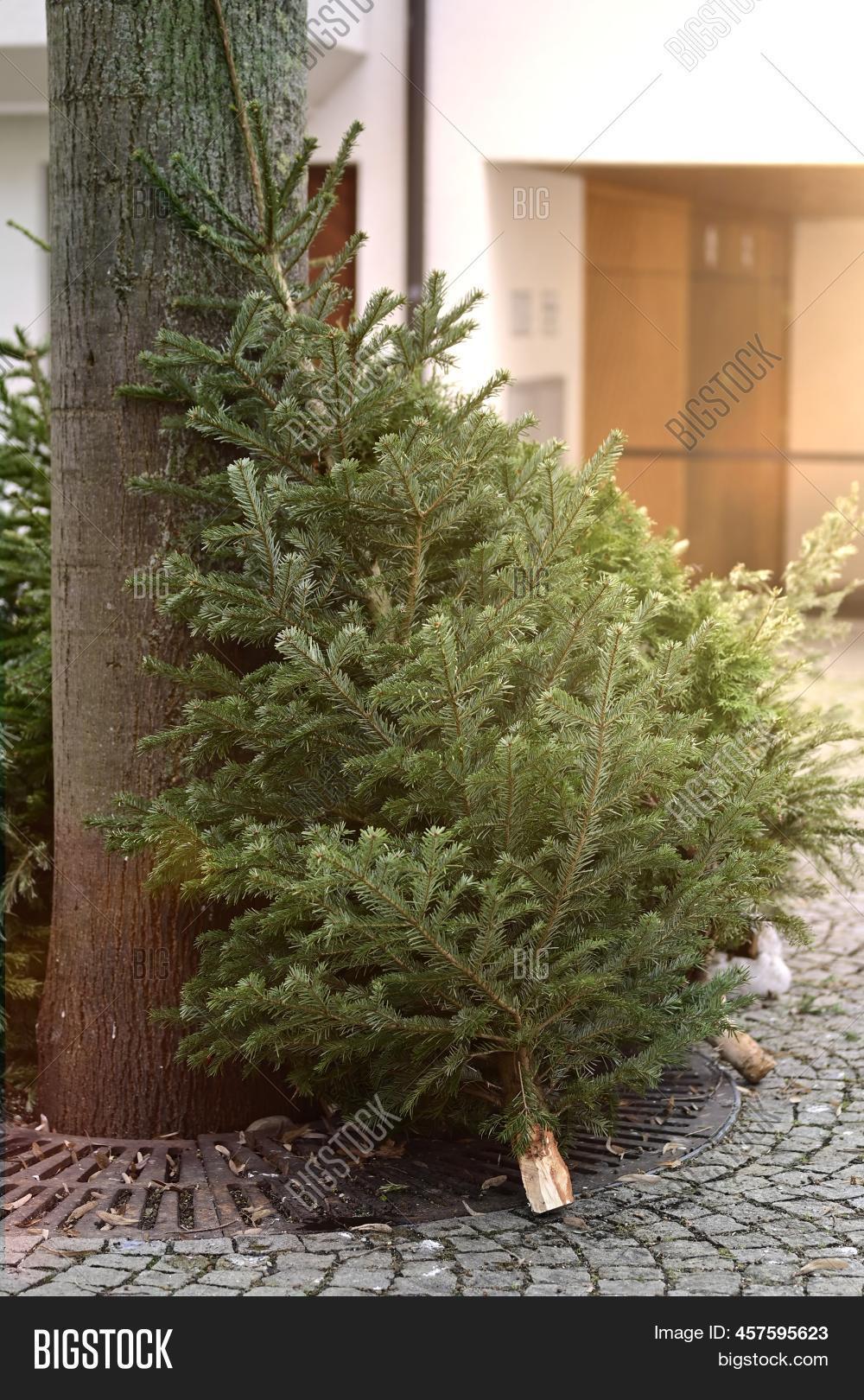 Discarded Christmas Image & Photo (Free Trial) Bigstock