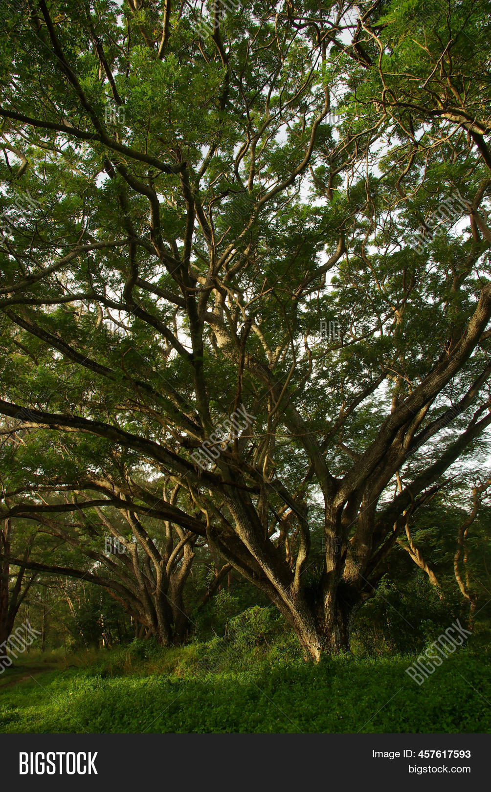 Shade Raintree Canopy Image & Photo (Free Trial) Bigstock