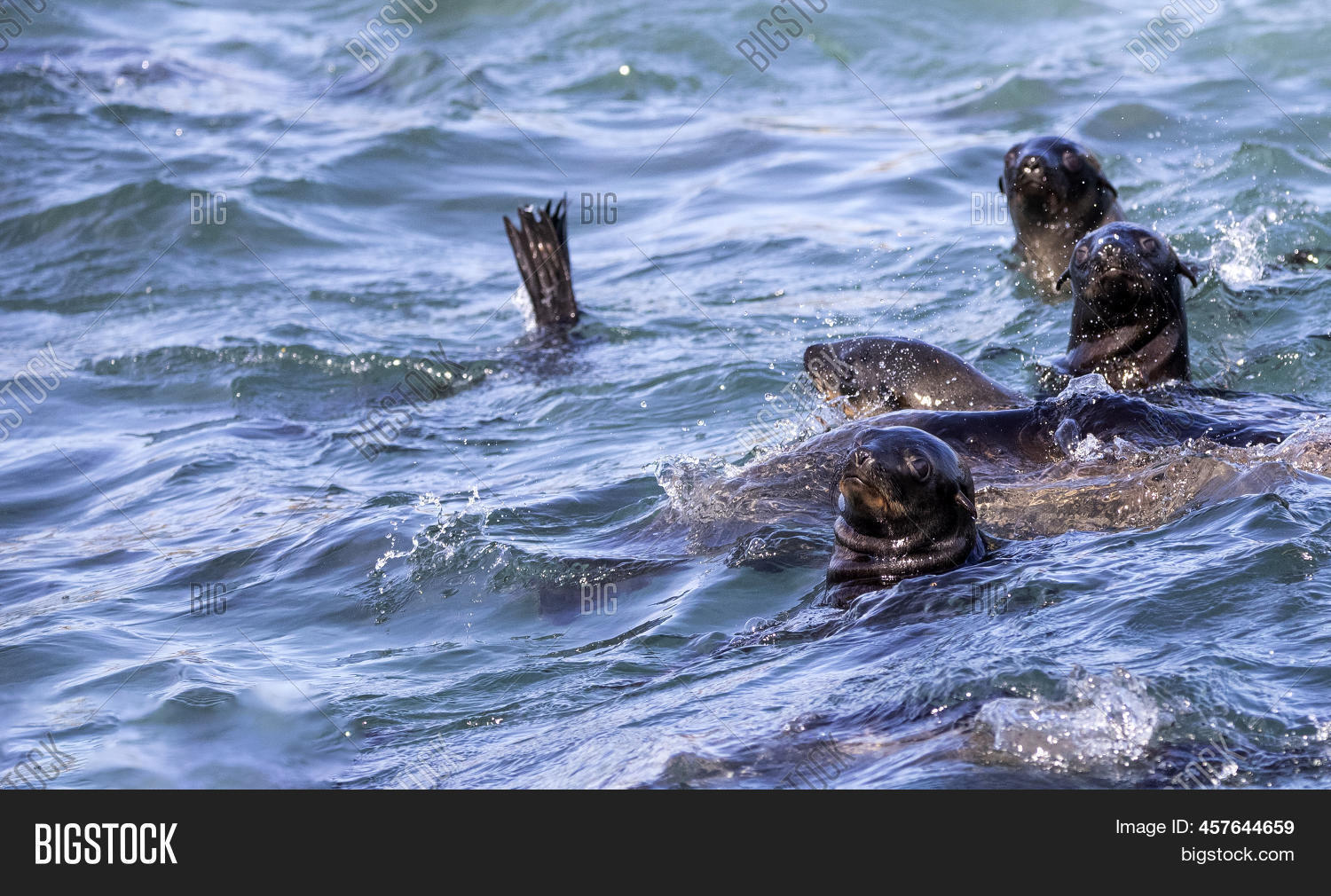Seals Sea Lions Image & Photo (Free Trial) | Bigstock