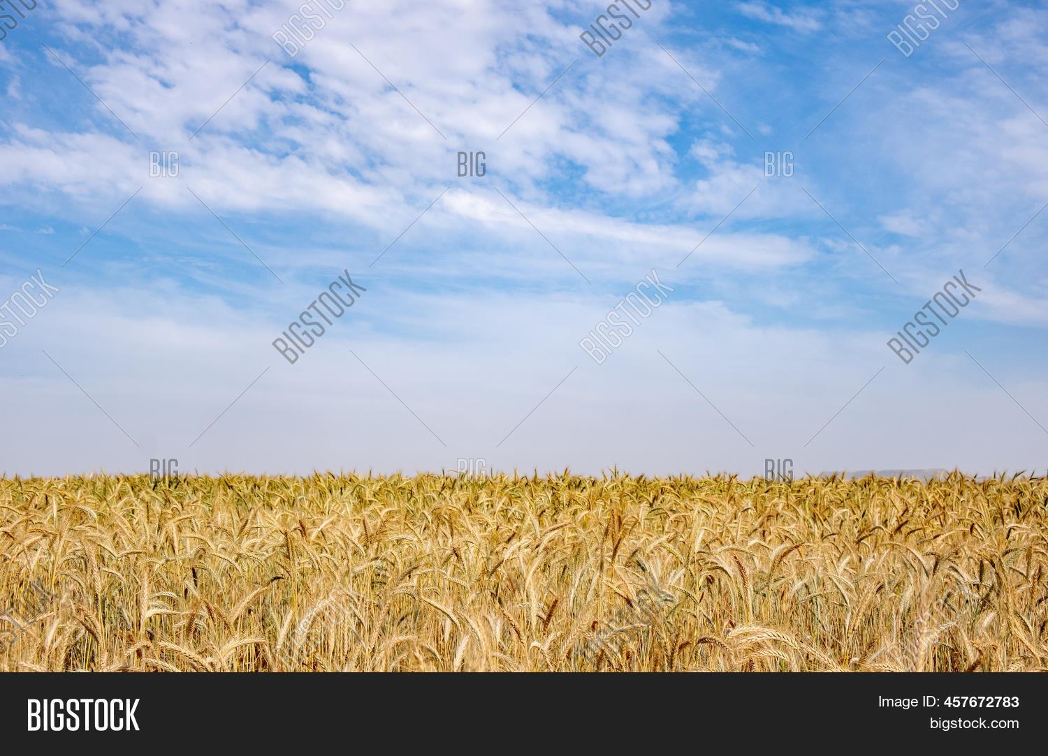 Golden Wheat Field Image & Photo (Free Trial) Bigstock