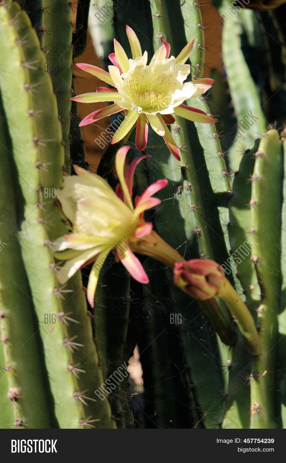 Organ Pipe Cactus Image & Photo (Free Trial) Bigstock