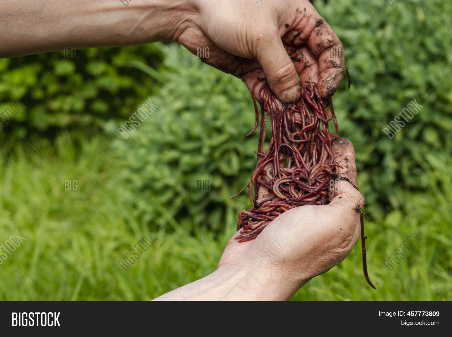 Breeding Red Worms Image & Photo (Free Trial) Bigstock