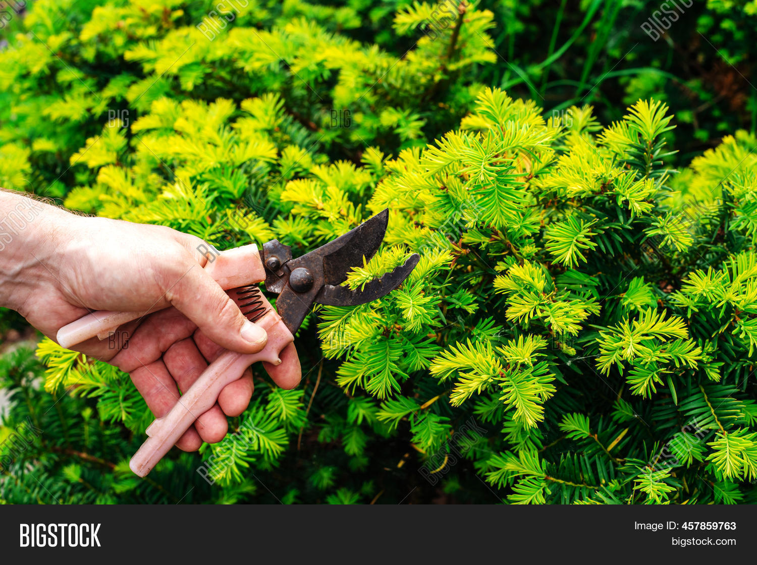 Process Pruning Spruce Image & Photo (Free Trial) Bigstock