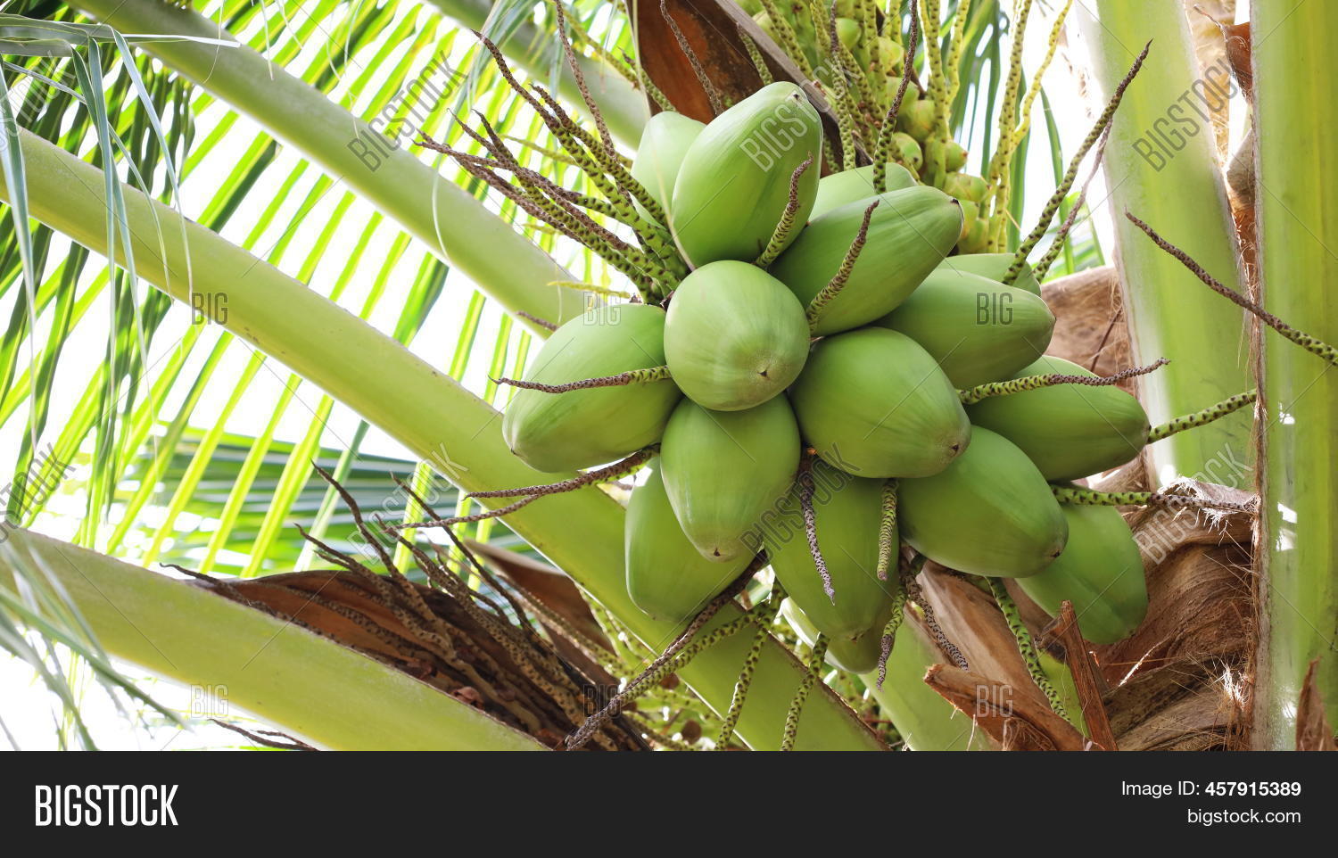 Group Green Coconuts Image & Photo (Free Trial) | Bigstock