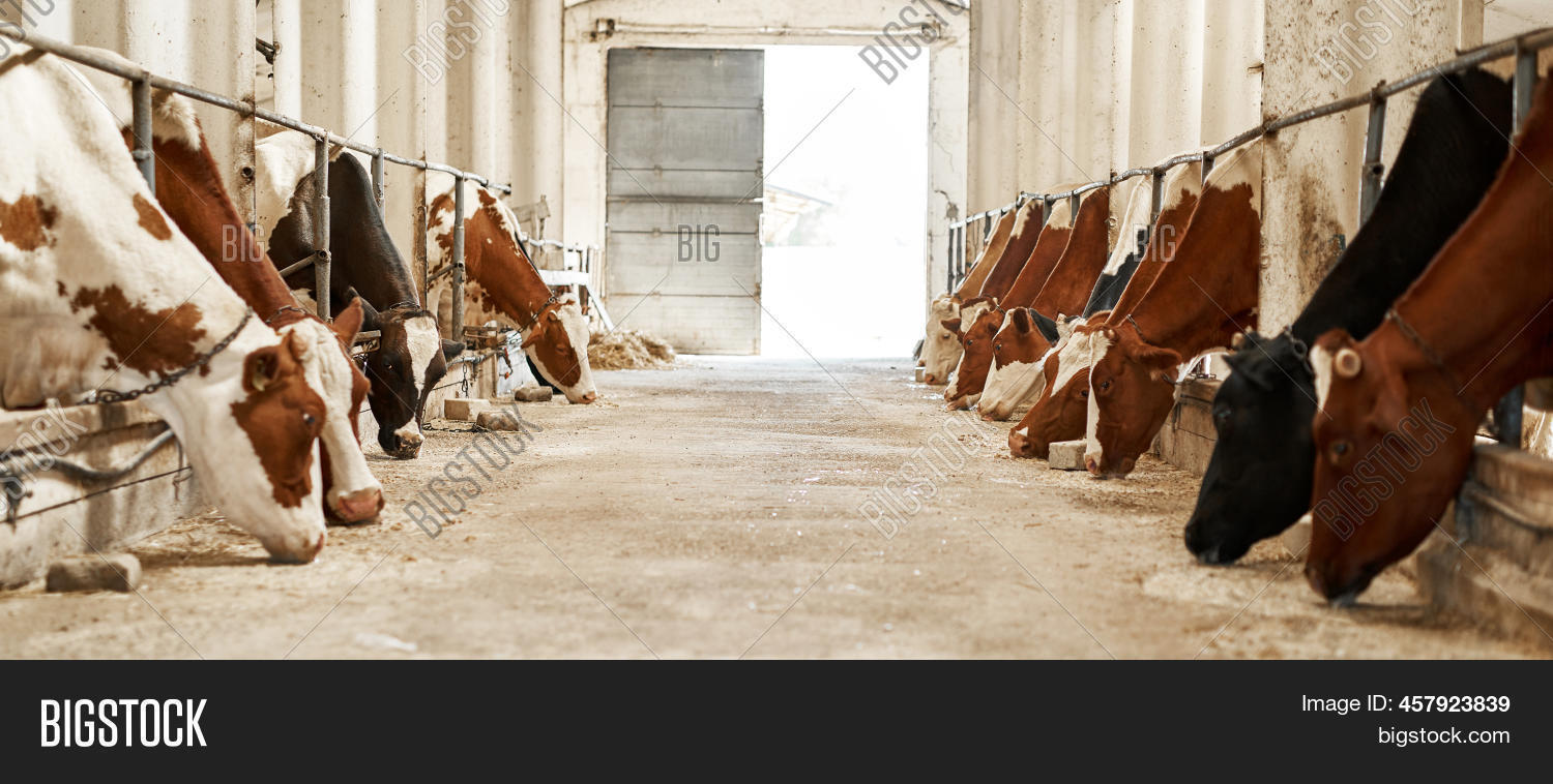 Herd Milk Cows Feeding Image & Photo (Free Trial) Bigstock