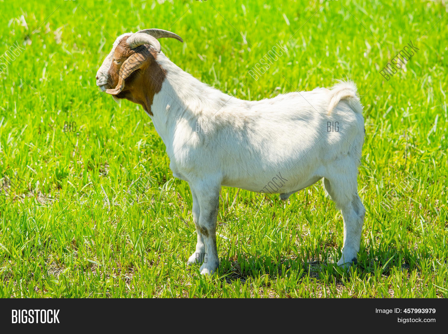 Nubian Goat. British Image & Photo (Free Trial) Bigstock
