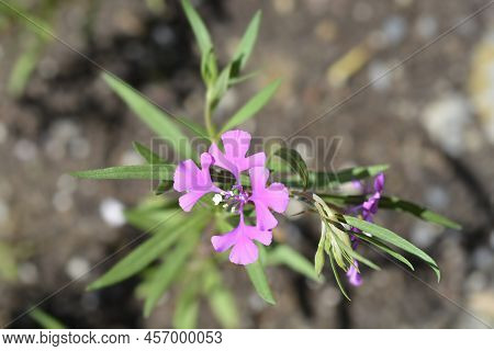 Pinkfairies Flower In The Garden In Spring