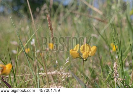 Medicago Polymorpha Flowers Blooming On The Field In Spring Outdoors