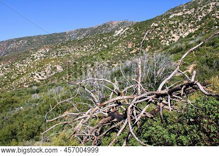 Fallen Down Tree With Parched Branches During Drought Conditions Surrounded By Chaparral Plants Take