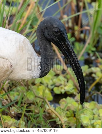 Black-headed Ibis Close-up Headshot Photograph. Long Curved Black Beak.