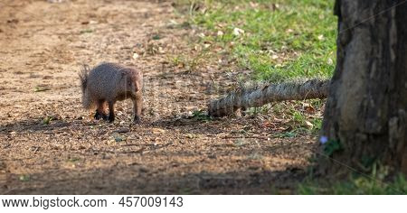 Ruddy Mongoose Roaming On The Ground In Yala National Park.