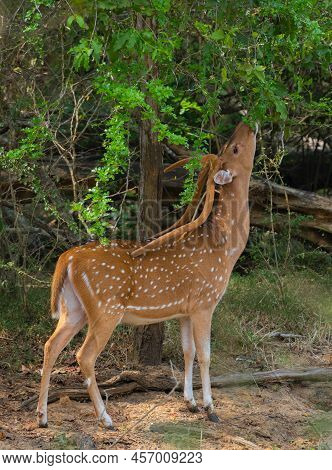 Male Spotted Deer With Big Antlers Reaching Up To The Fresh Leaves In The Tree Branches,