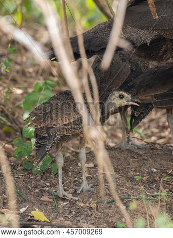 Peacock Offspring Foraging With Its Mother At Yala National Park.